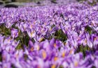 بهترین زمان برداشت گل زعفران؛ صبح یا عصر؟ بررسی علمی و توصیه‌های تخصصی کشاورزان