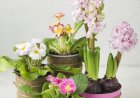 بهترین نوع کود برای رشد سریع گل‌های گلدانی | راهنمای انتخاب و تغذیه گیاهان آپارتمانی