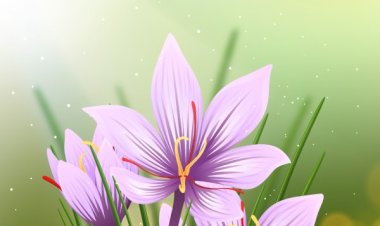 ابزارهای لازم برای برداشت سریع و تمیز زعفران؛ معرفی تجهیزات کاربردی برای زعفران‌کاران