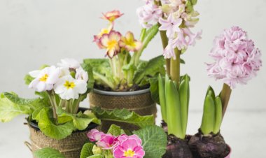 بهترین نوع کود برای رشد سریع گل‌های گلدانی | راهنمای انتخاب و تغذیه گیاهان آپارتمانی