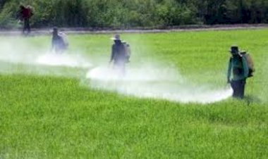 چه آفت‌هایی در فصل پاییز فعال می‌شوند؟ مراقبت از محصولات در برابر دشمنان خاموش