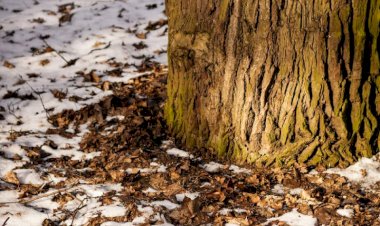 آیا پوشاندن تنه درختان با رنگ یا چسب باغبانی ضروری است؟