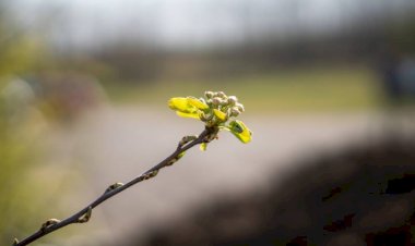 بهترین روش محافظت از نهال‌های تازه‌کاشت در برابر سرما